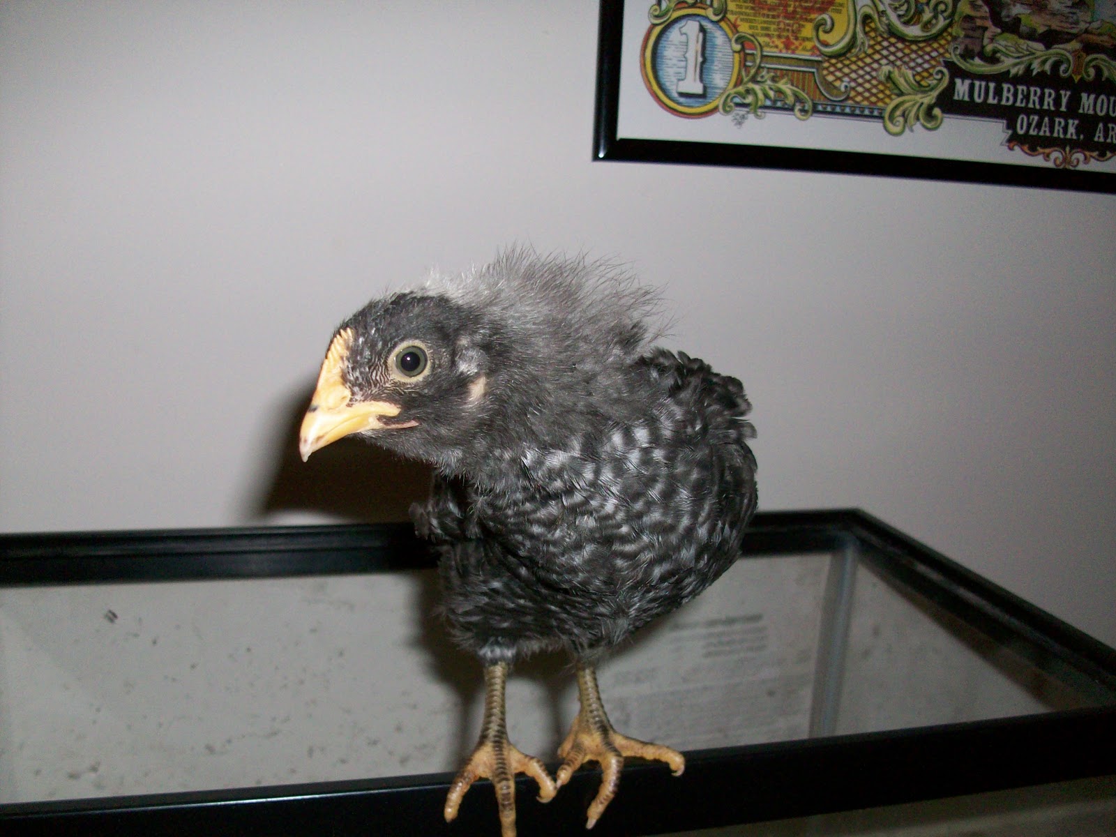 Science ed. Chickens!