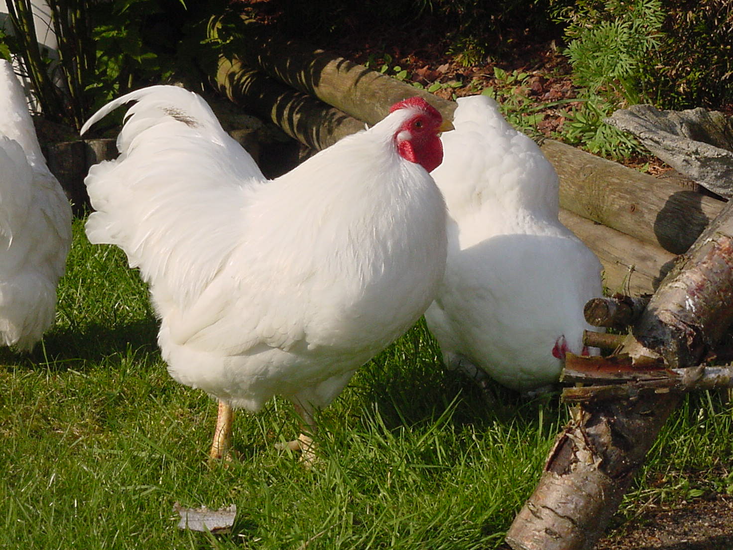 Chantecler | The Best Egg Laying Chickens For Your 