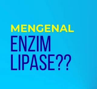 enzim-lipase