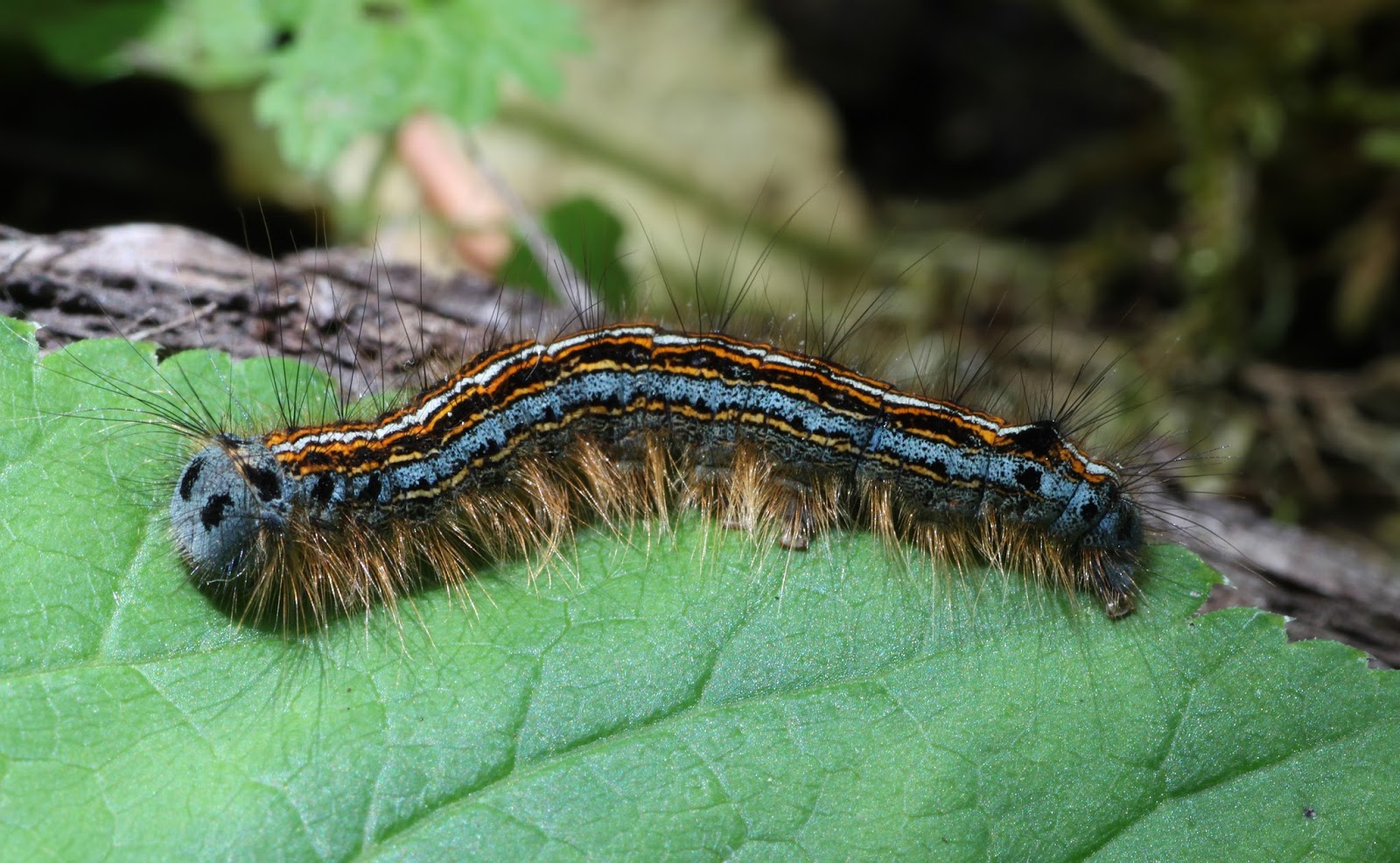 Insects: Malacosoma neustria Caterpillar