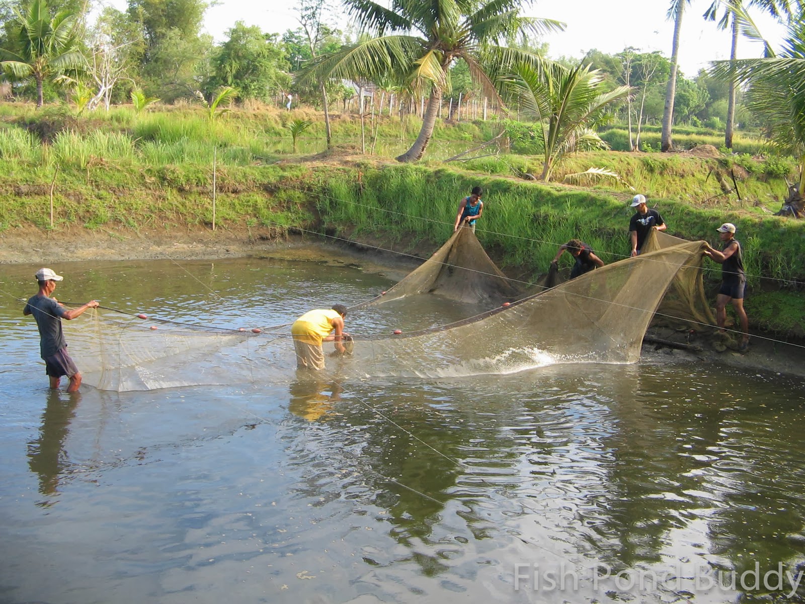 Fish Pond Buddy Operating a Bangus (Milkfish) Farm