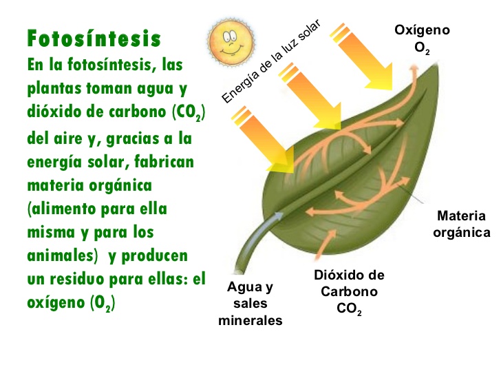 Componentes de la fotosintesis