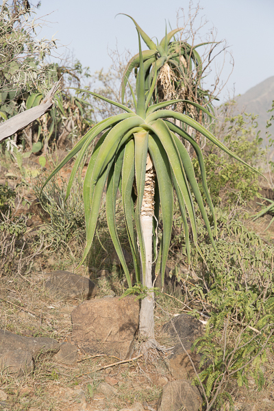 Yemen Tree Aloe 