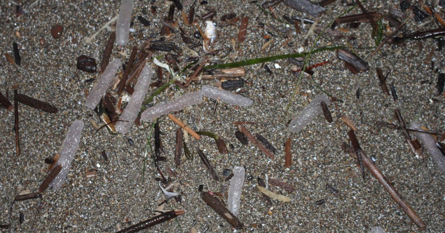 Natural History Of Bodega Head Natural History Of Bodega Head