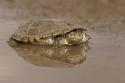 African Helmeted Turtle Si Kura-Kura Berwajah Senyum