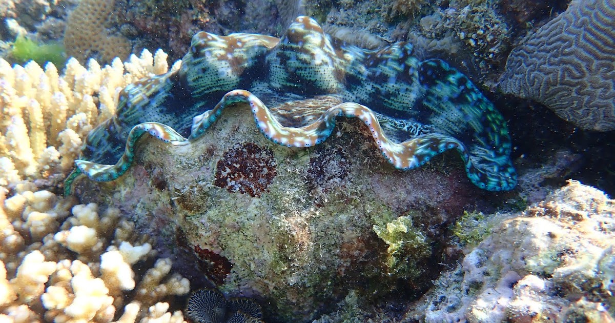 Australia Giant Clams Part II
