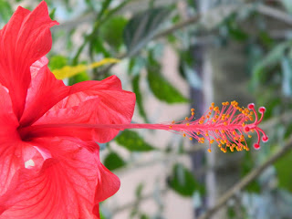 Anthers and filament of the red hibiscus