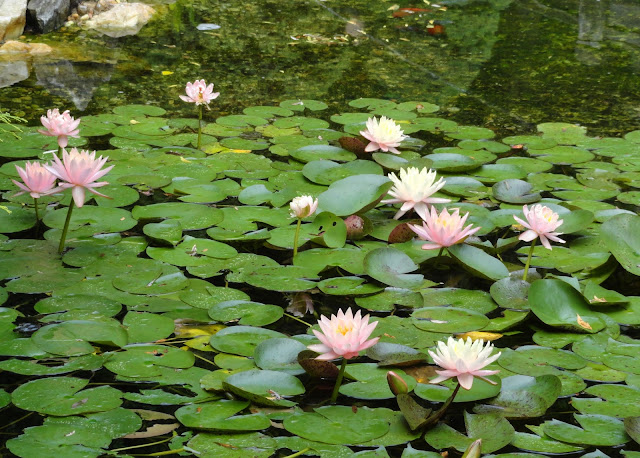 danger garden: Hillwood Estate; our first official stop on the 2017