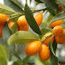 Kumquats Choose An Interesting Plant to Put in Your New Garden