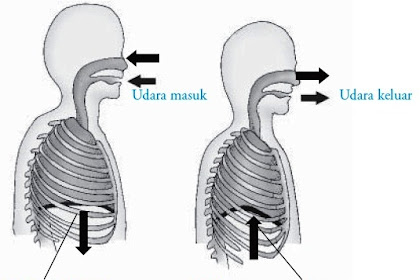 Jelaskan Proses Pernafasan Perut / Mekanisme Pernafasan Manusia dan Proses dan Jenisnya : Terdiri dari 2 versi, singkat dan lengkap!