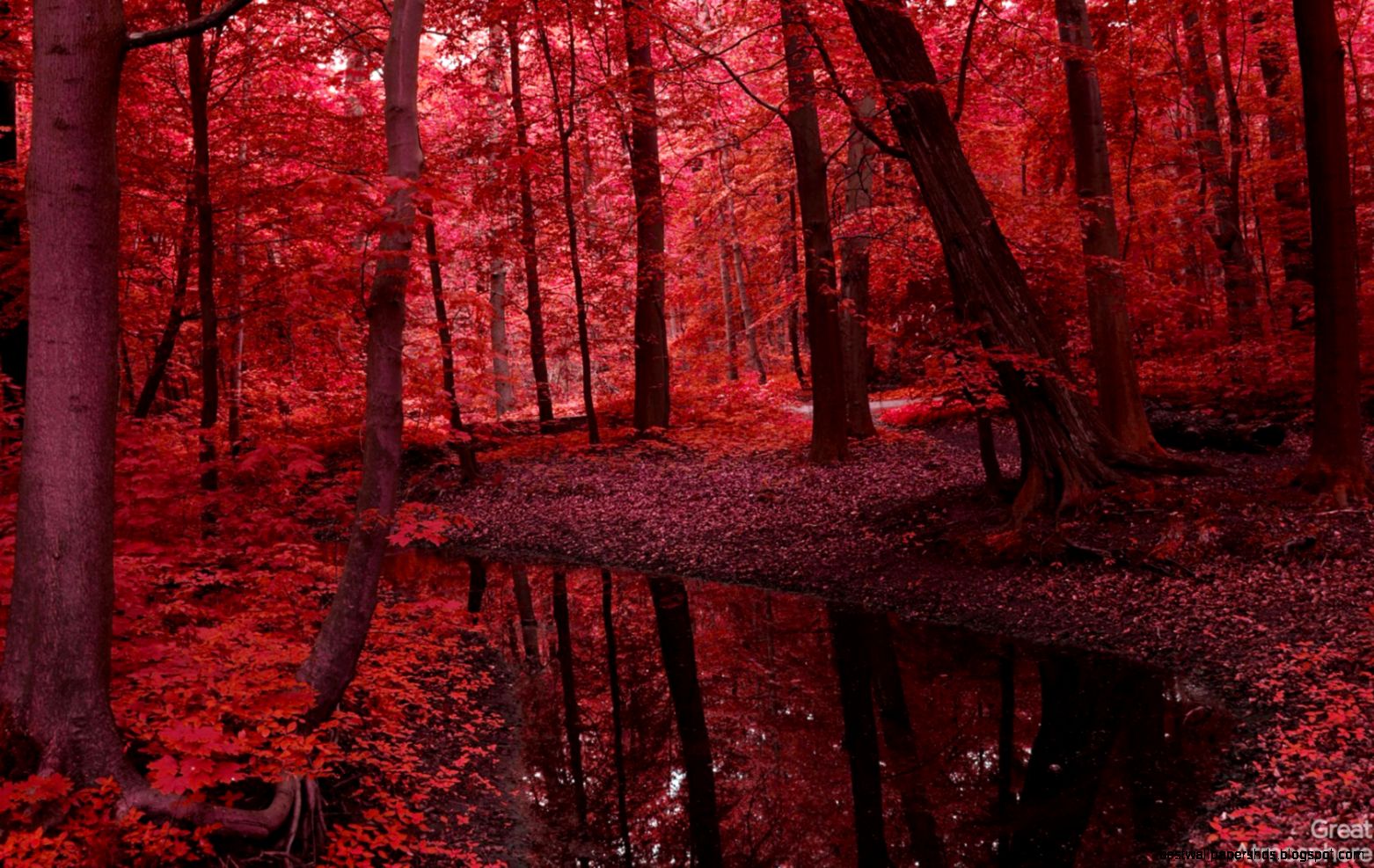 Red Autumn Forest Photography