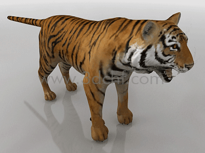 tiger 3d model