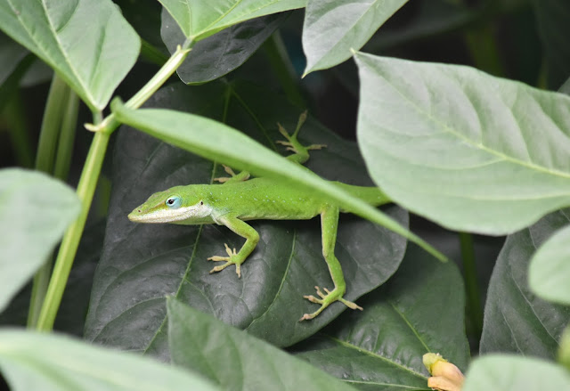 Green Anole on bean plant