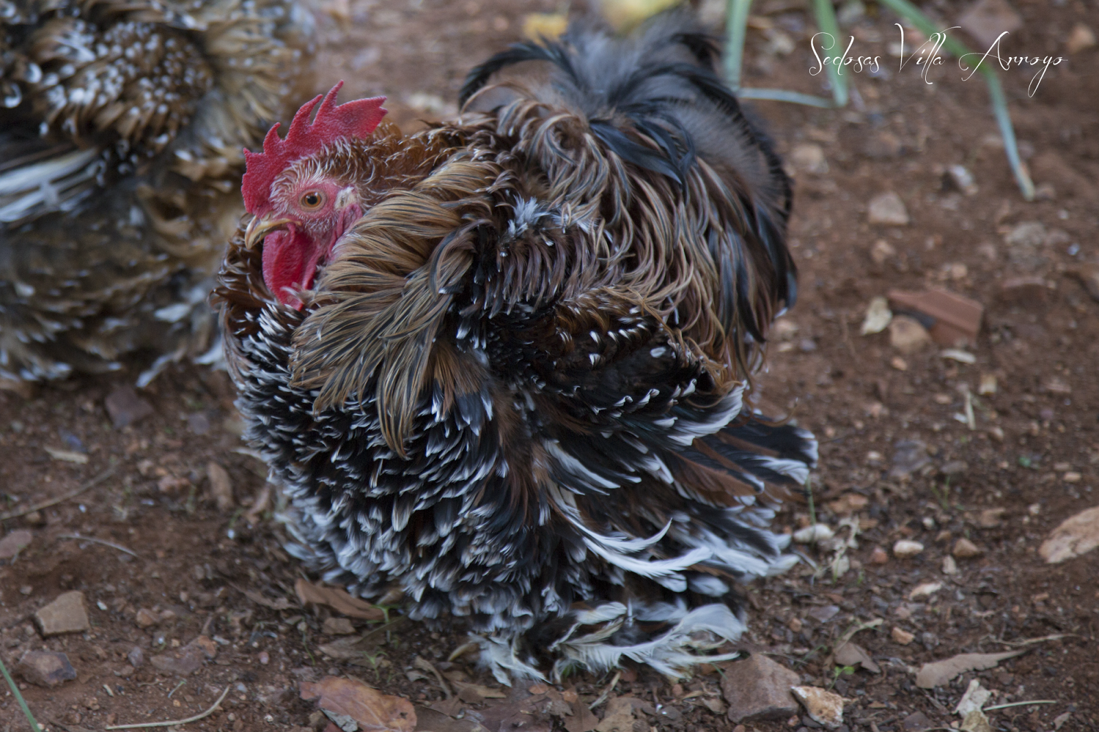 Sedosas Villa Arroyo: Pekin Mil Flores Porcelana