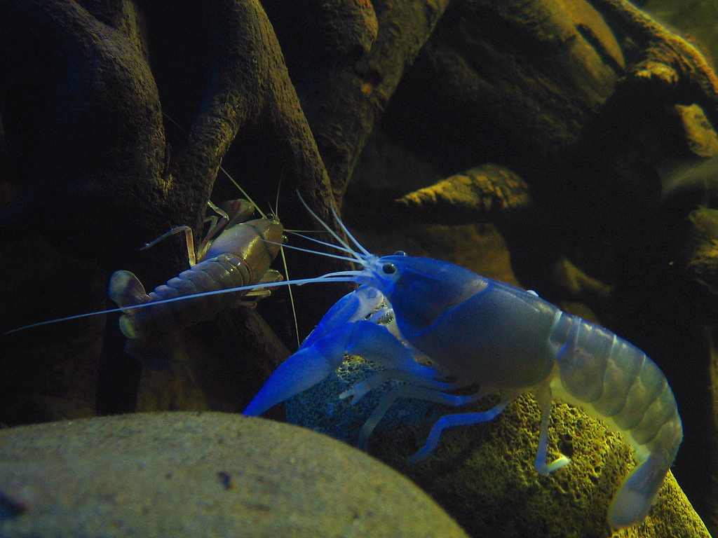 The null hypothesis Yabbies eat kangaroos in the name of science
