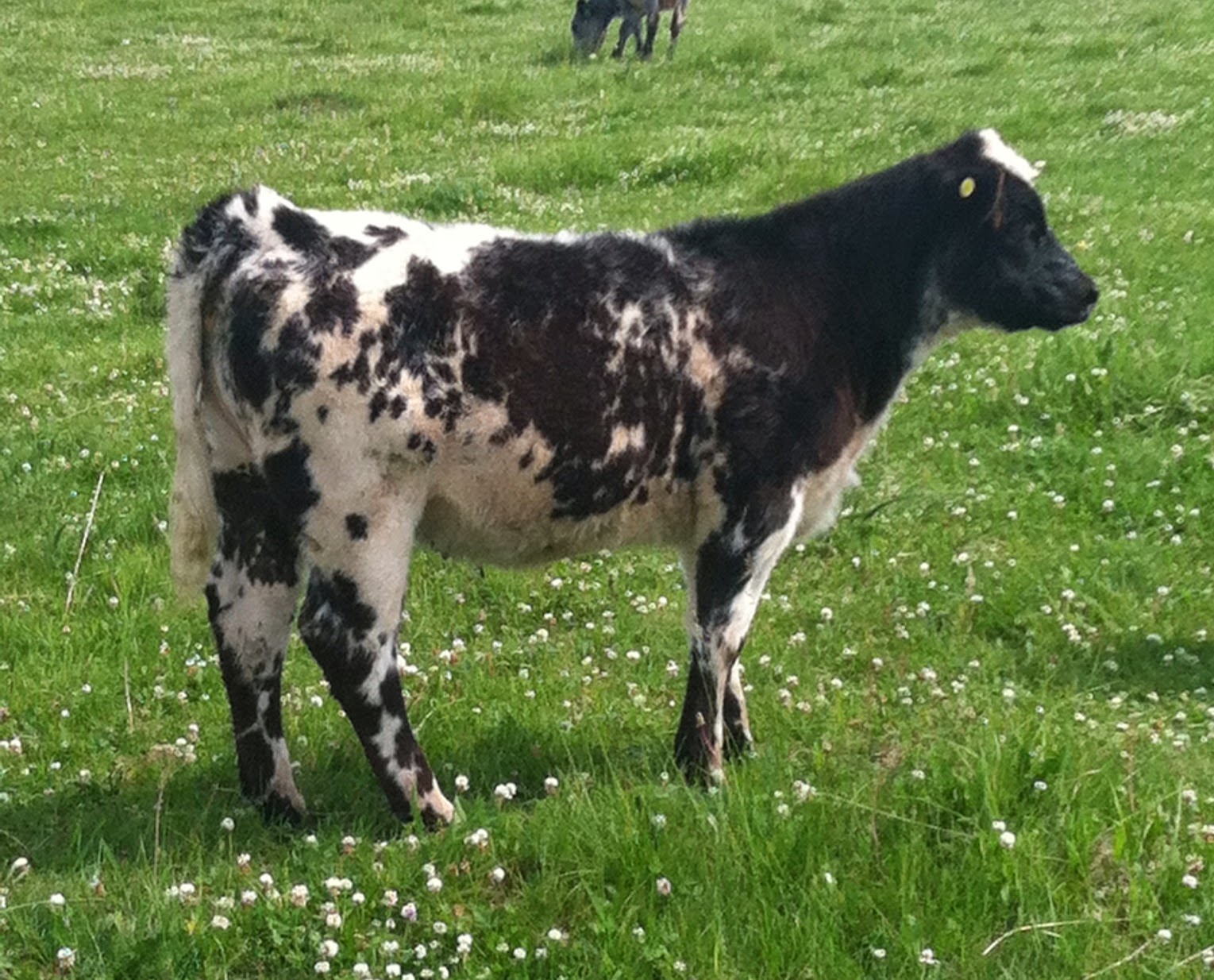 DIAMOND G CATTLE CO. Ultra Livestock Alberta