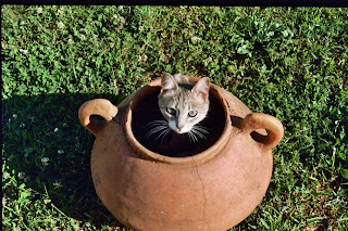 gata2.jpg