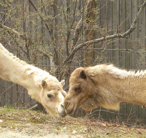 Animals That Spit At You