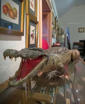 Stuffed alligator in Lissadell House in County Sligo, Ireland