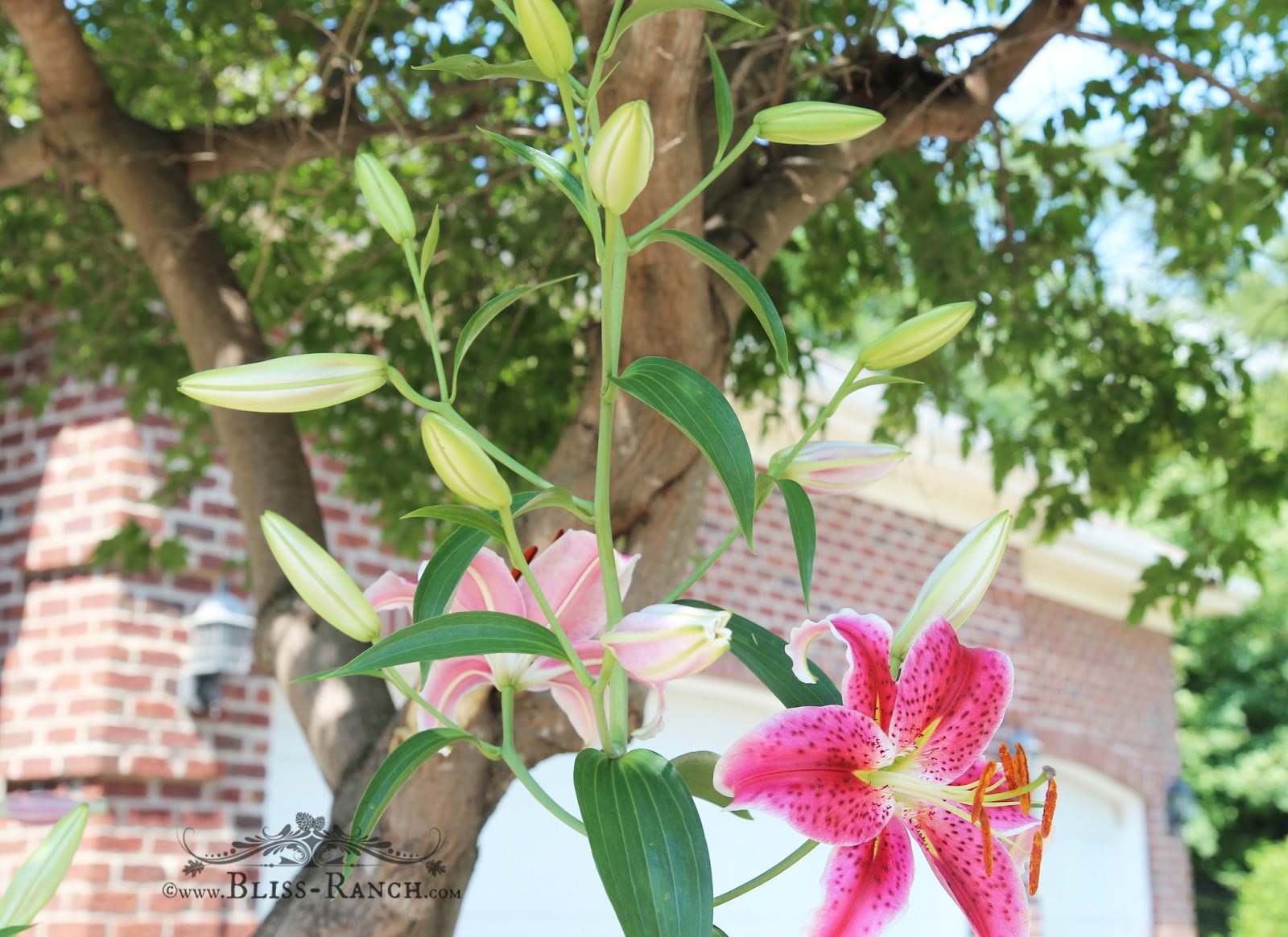 Bliss Ranch Stargazer Lilies