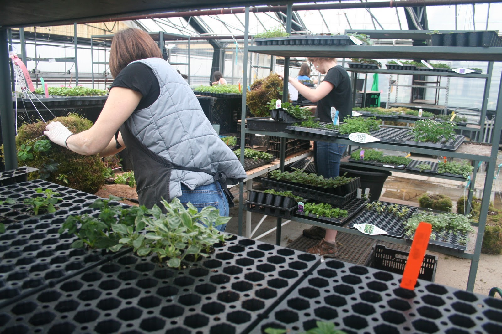 West Coast Gardens Planting the Moss Baskets