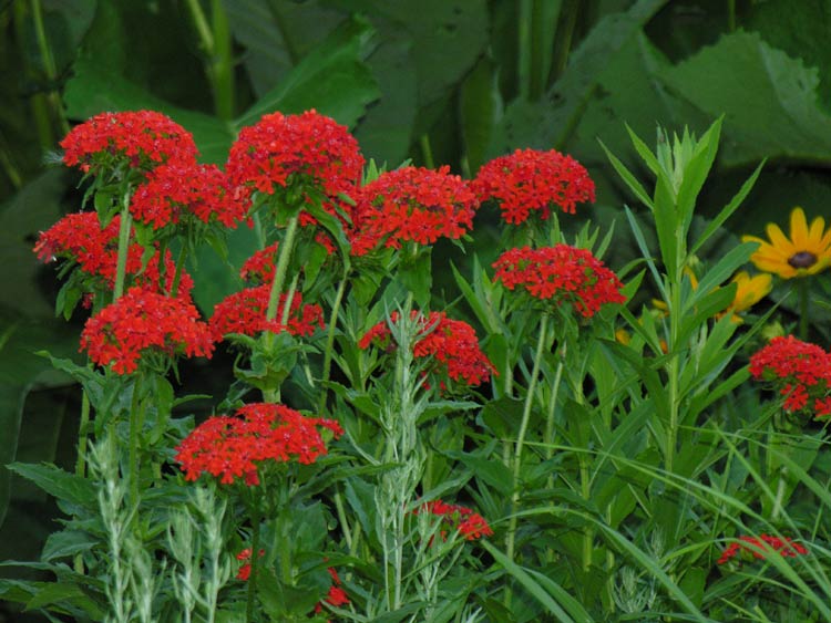 Многолетник лихнис красный. Цветок лихнис халцедонский Зорька. Лихнис халцедонский Раурайф. Гвоздика лихнис халцедонский