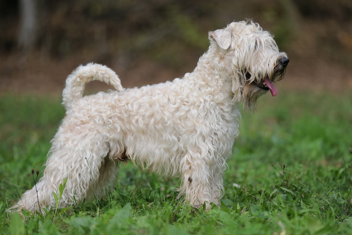 Cães & Cães Irish Soft Coated Wheaten Terrier 06 Cães & Cães Irish Soft Coated Wheaten Terrier 06