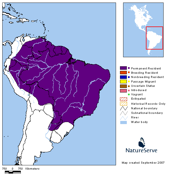 Burlisto pico negro (Myiarchus ferox)