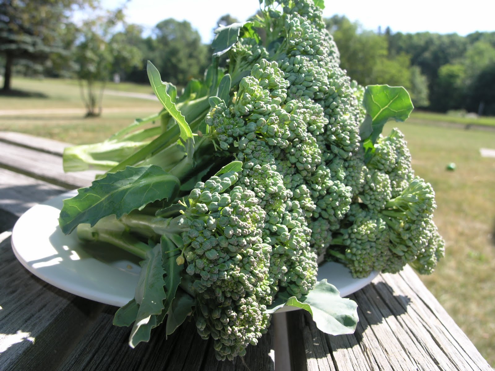To Every Purpose Backyard Broccoli