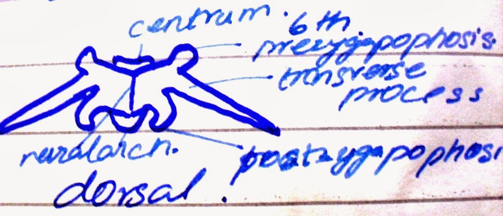 Ahson Ul Haq: Biology FSc Part 2 Practical Diagram
