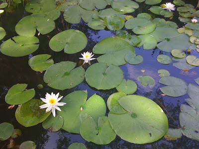 Water Lilies at Mayfield Park, Austin, Texas