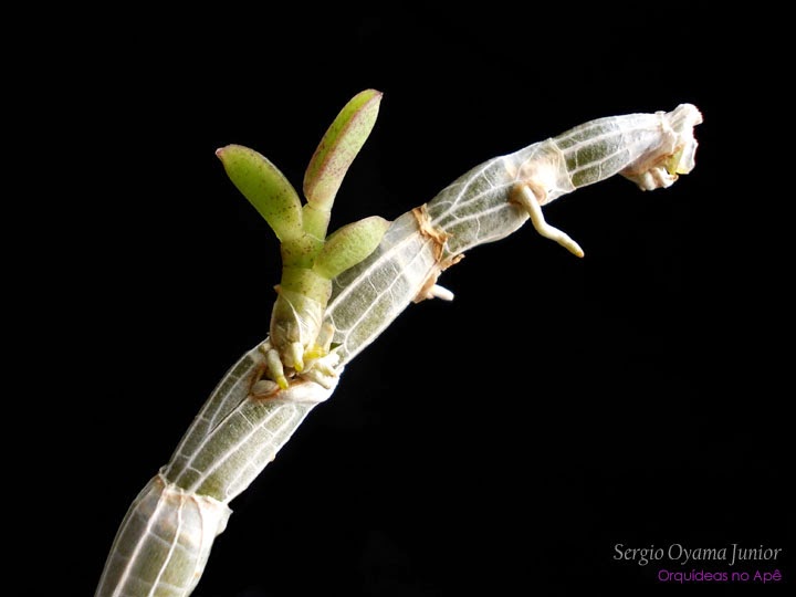Keiki da orquídea Dendrobium loddigesii