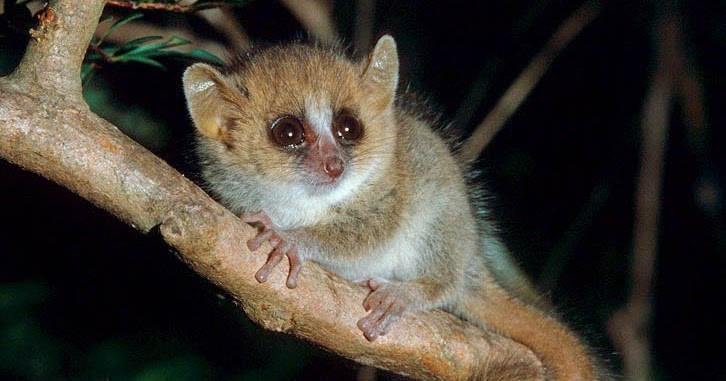 Diary of a Primatologist: Lets Celebrate Lemur's On World Lemur Day!