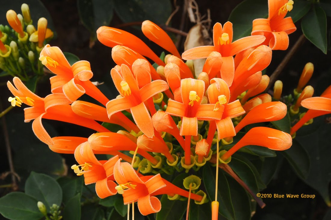 huapala USA News Collections