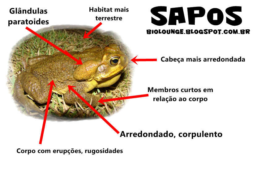 Que Estrutura Ajuda O Sapo A Se Locomover