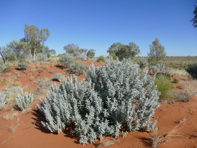 Ian Fraser, talking naturally The Great Sandy Desert 4, shrubs