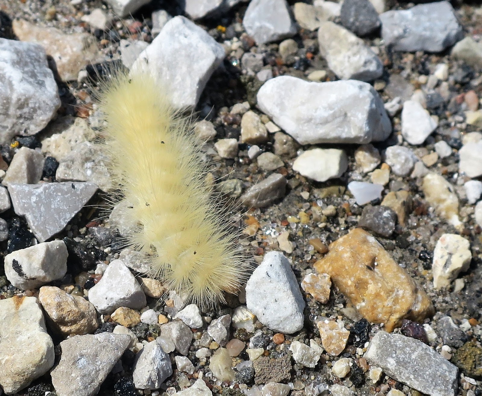Living Rootless Missouri Of Wooly Worms, Vultures, and Trance Music