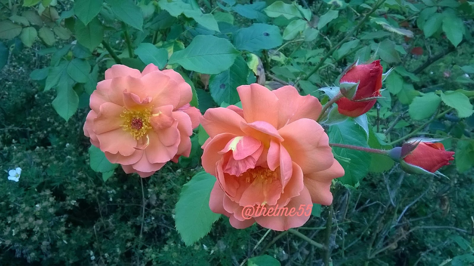 All About Germany Fragrant Roses I Passes By