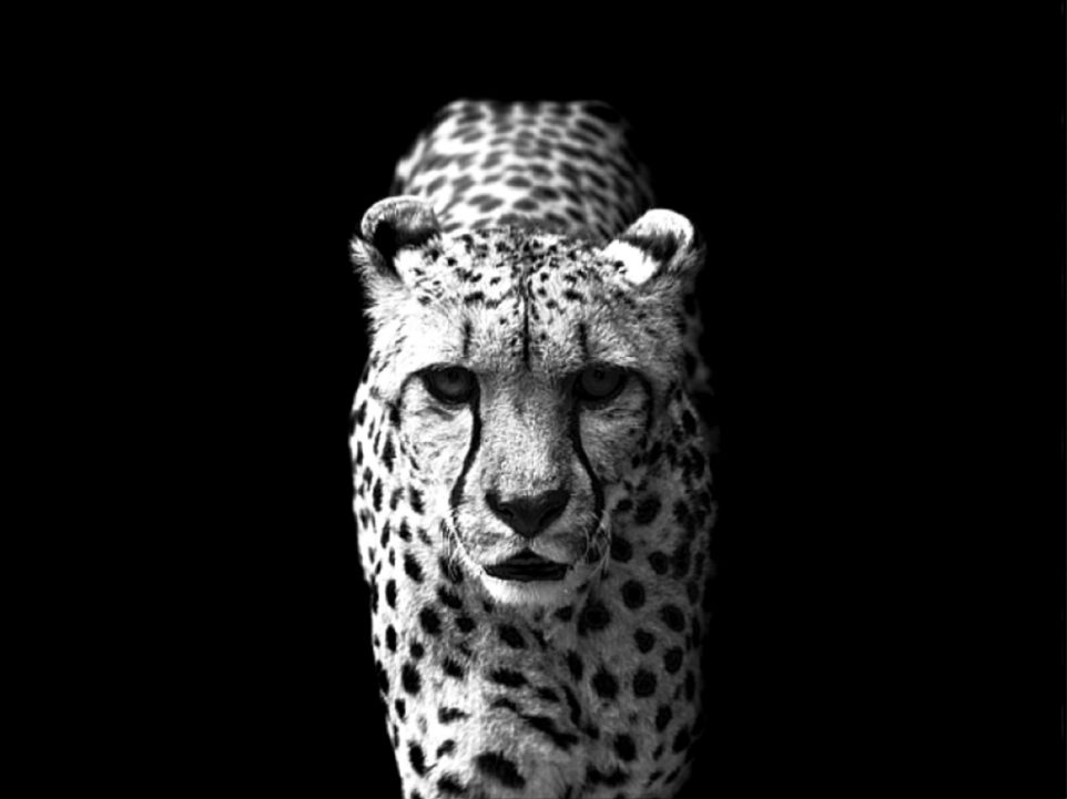 Cool Black And White Animal Pictures