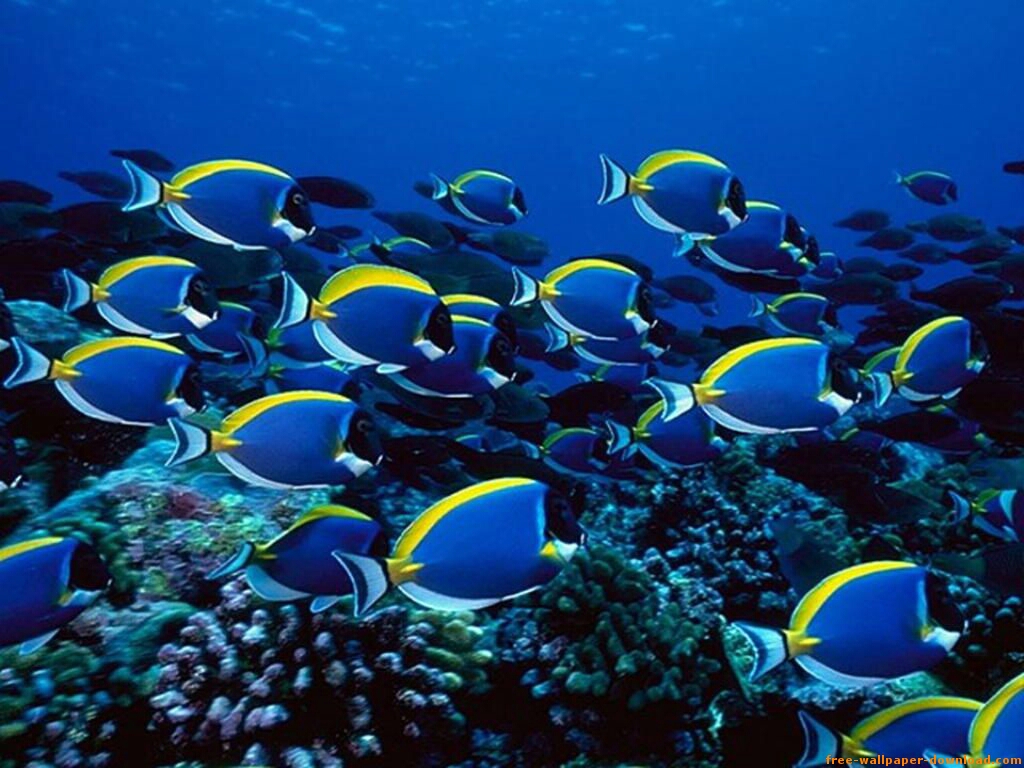 Un Mundo De Sensaciones Im genes Del Fondo Del Mar un-mundo-de-sensaciones-im-genes-del-fondo-del-mar