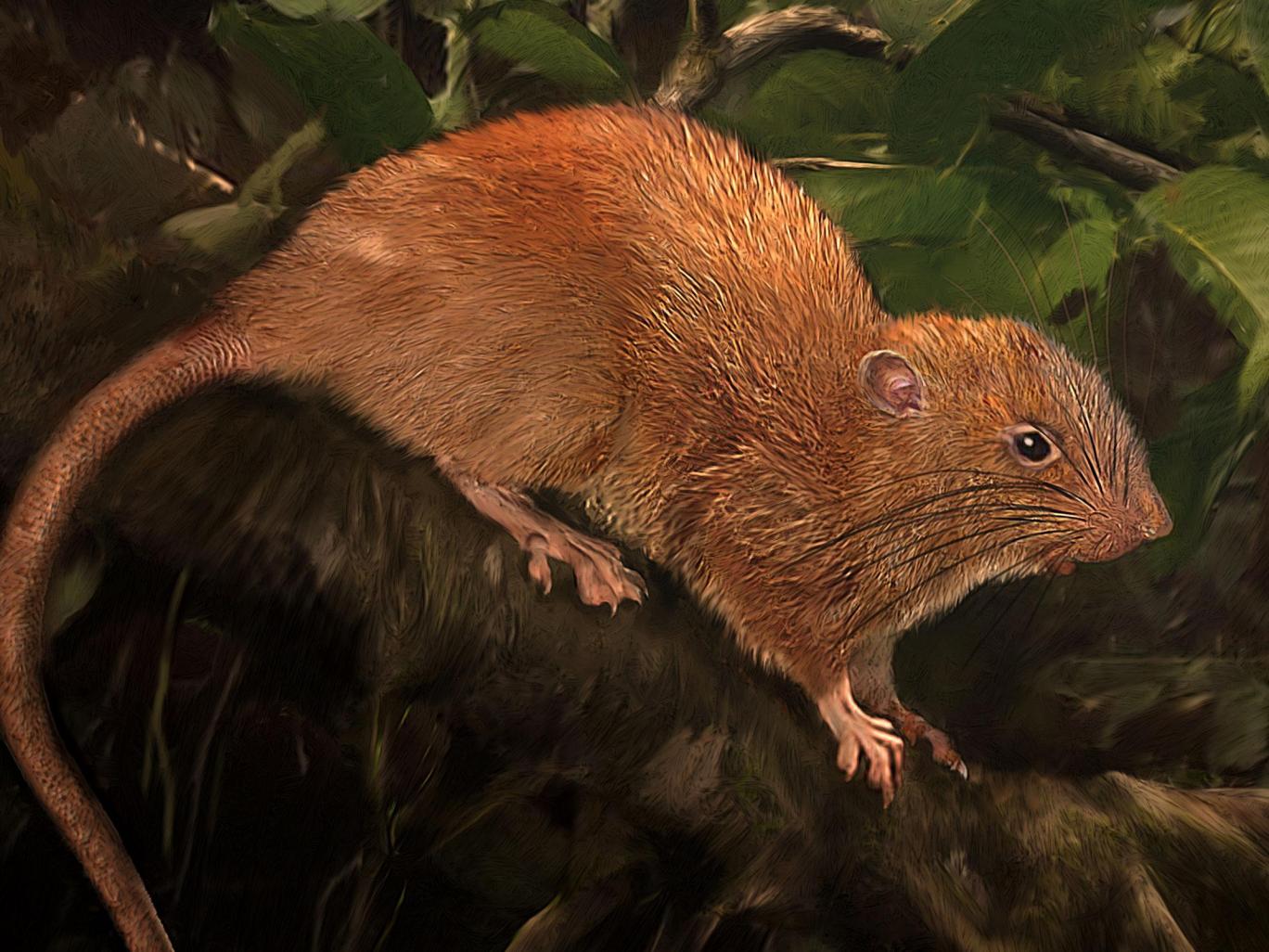 THE WESTERNER New species of giant rat that can crack open coconuts
