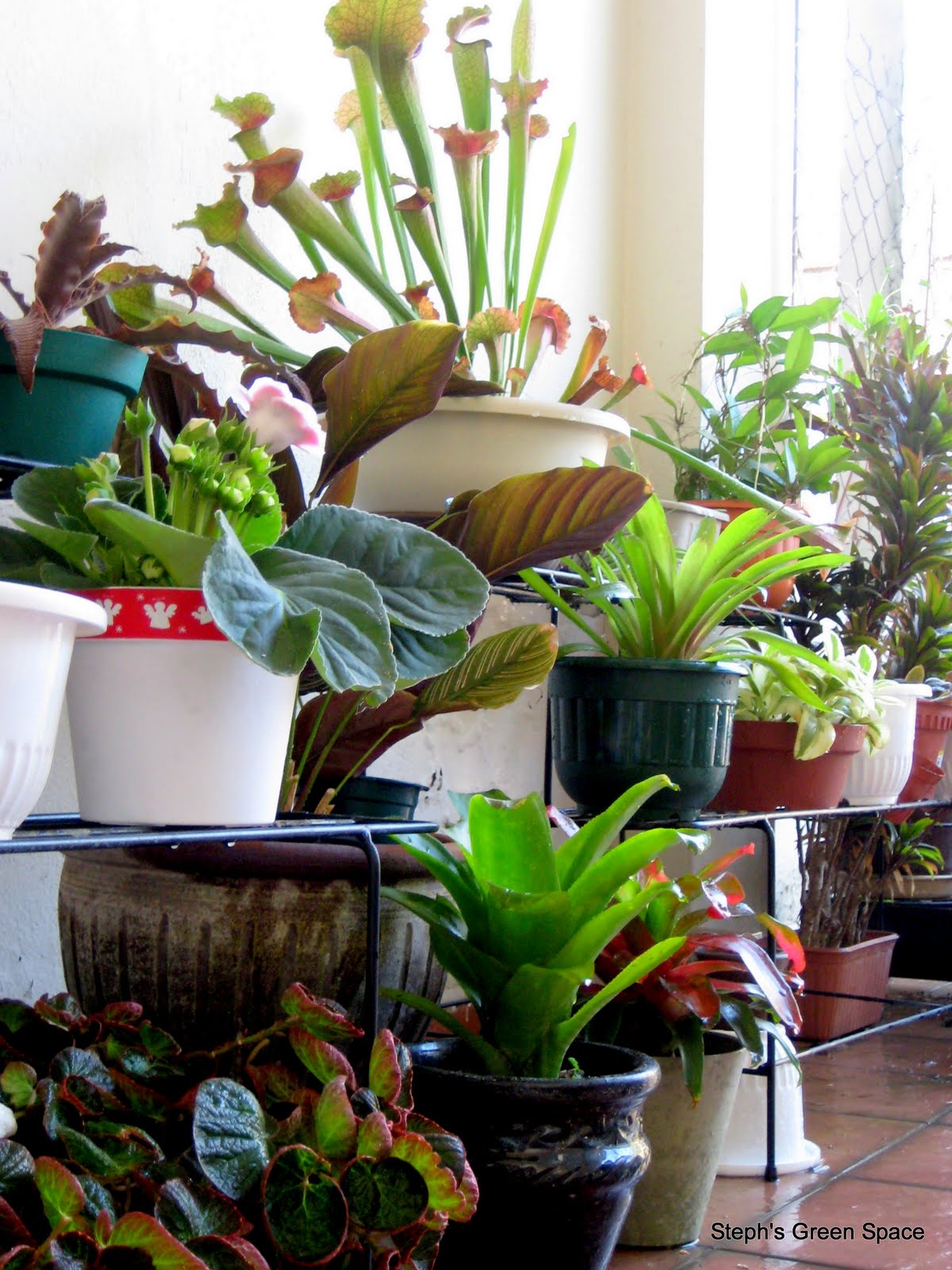 El uso de jardinería de efecto invernadero para cultivar plantas