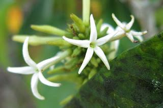 Remijia sp., Rubiaceae