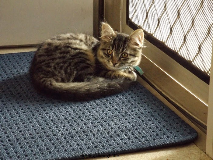 the cat sat on the mat