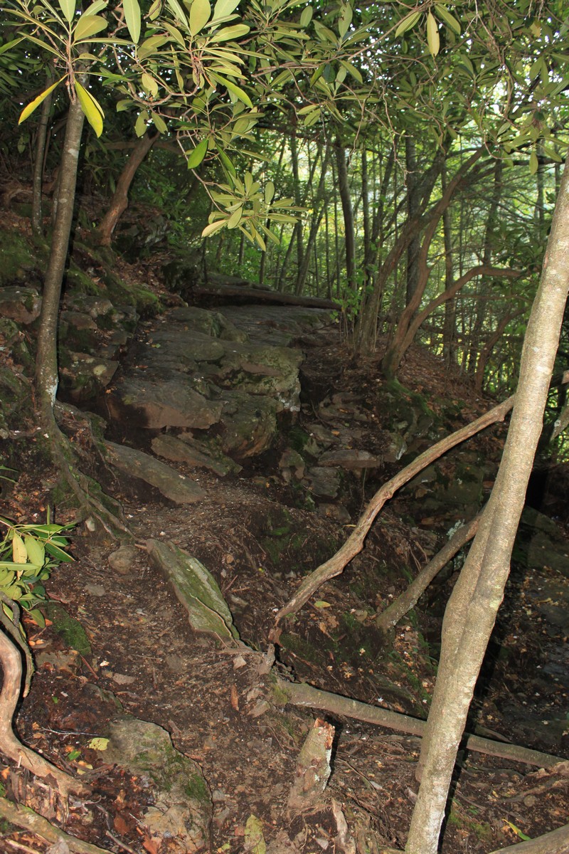 Til the Last Hemlock Dies Red Fork Falls