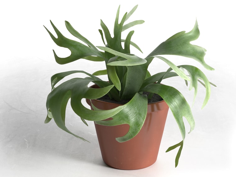 Infografía: 7 plantas de interior para viajar por el mundo sin salir de