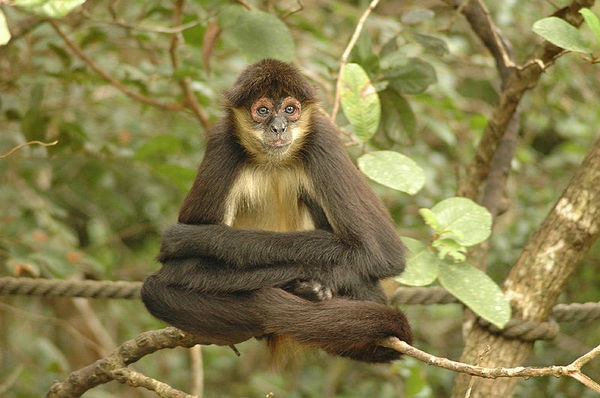  Gambar Monyet Lengkap dan Lucu Kumpulan Gambar 