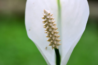 white peace flower