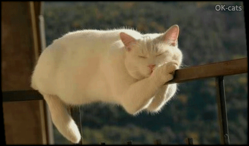 Art Cat GIF • Relaxed cat sleeping on moving baluster. Very agile, purrfect balance and No f*ck given to wiggles Art Cat GIF • Relaxed cat sleeping on moving baluster. Very agile, purrfect balance and No f*ck given to wiggles