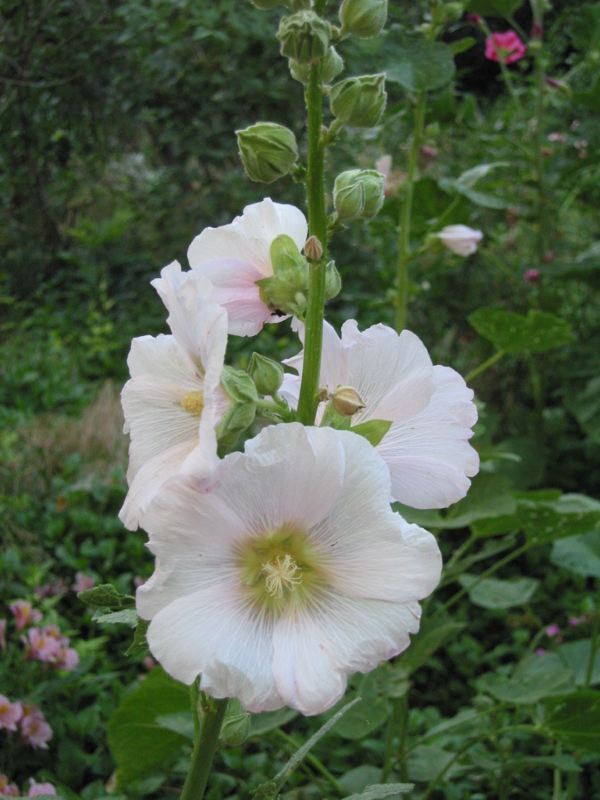 Flower Homes Hollyhock Flowers